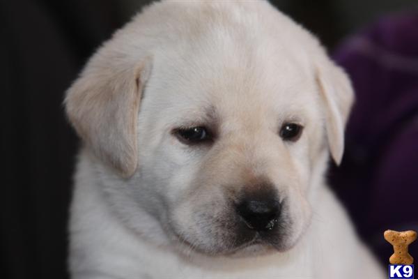 Puppies in MN